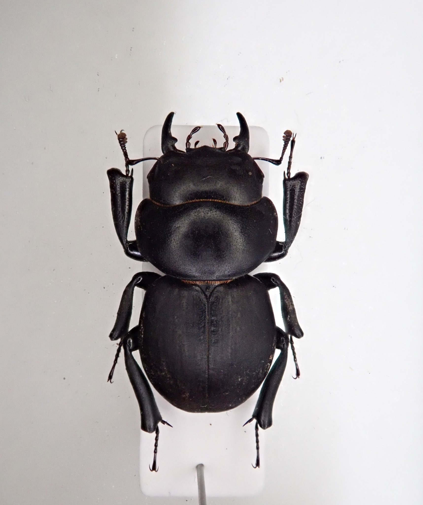 Apterocyclus honoluluensis ハワイハネナシクワガタ Apterocyclus