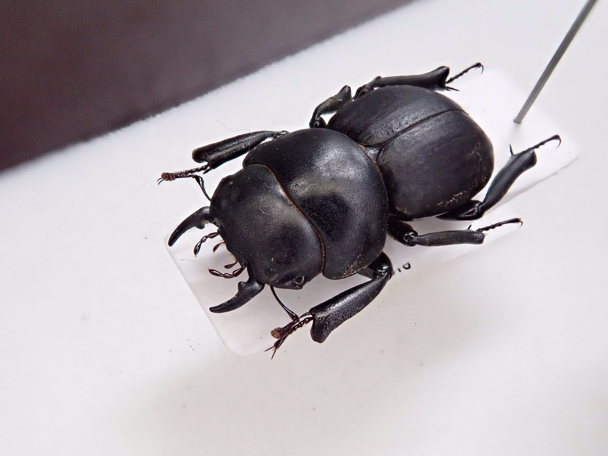 Aptrocyclus honoluluensis 標本 ハワイハネナシクワガタ うにょ on X: