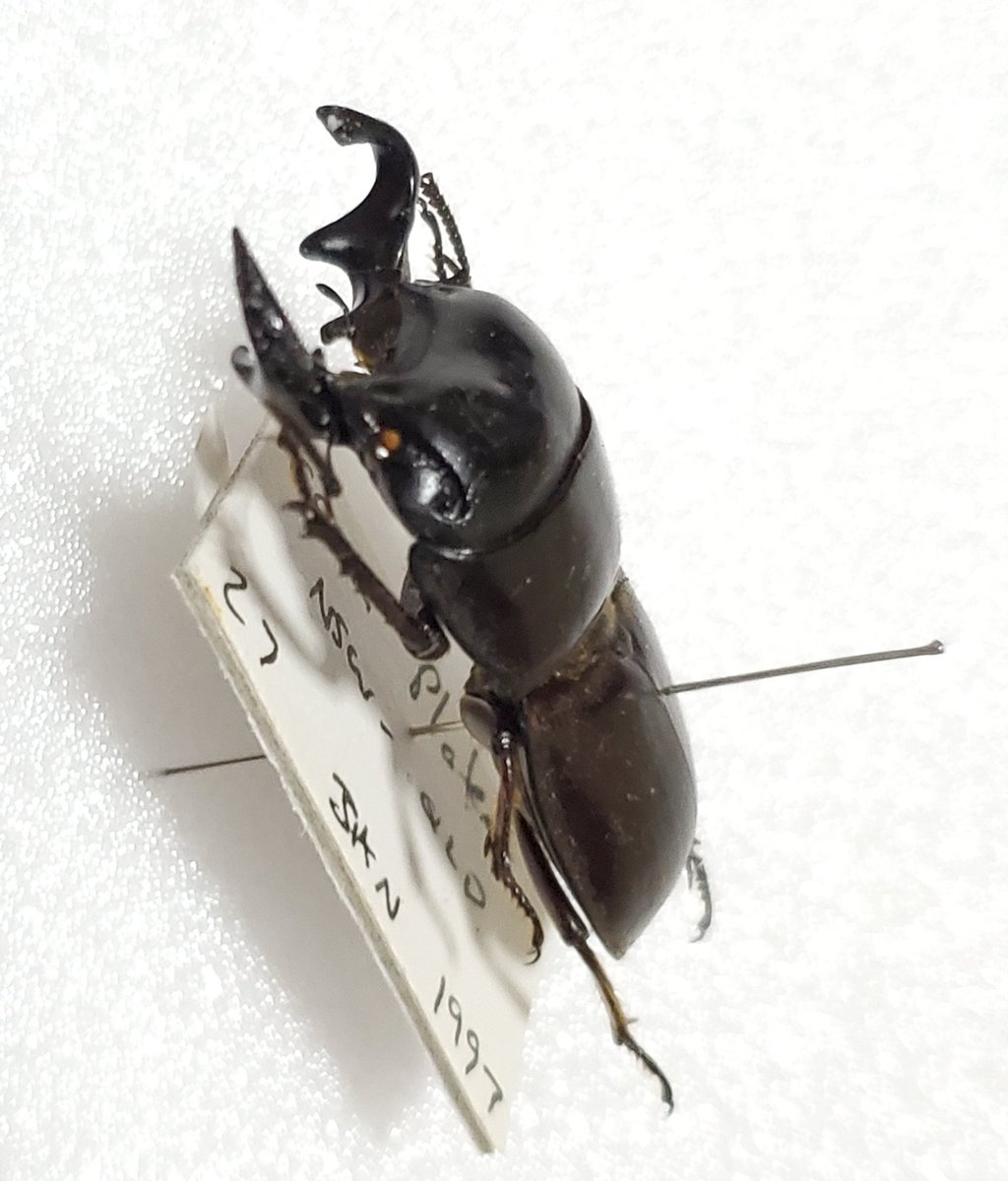 オーストラリア産 オベサスオオコツノクワガタ 35mm オーストラリア産