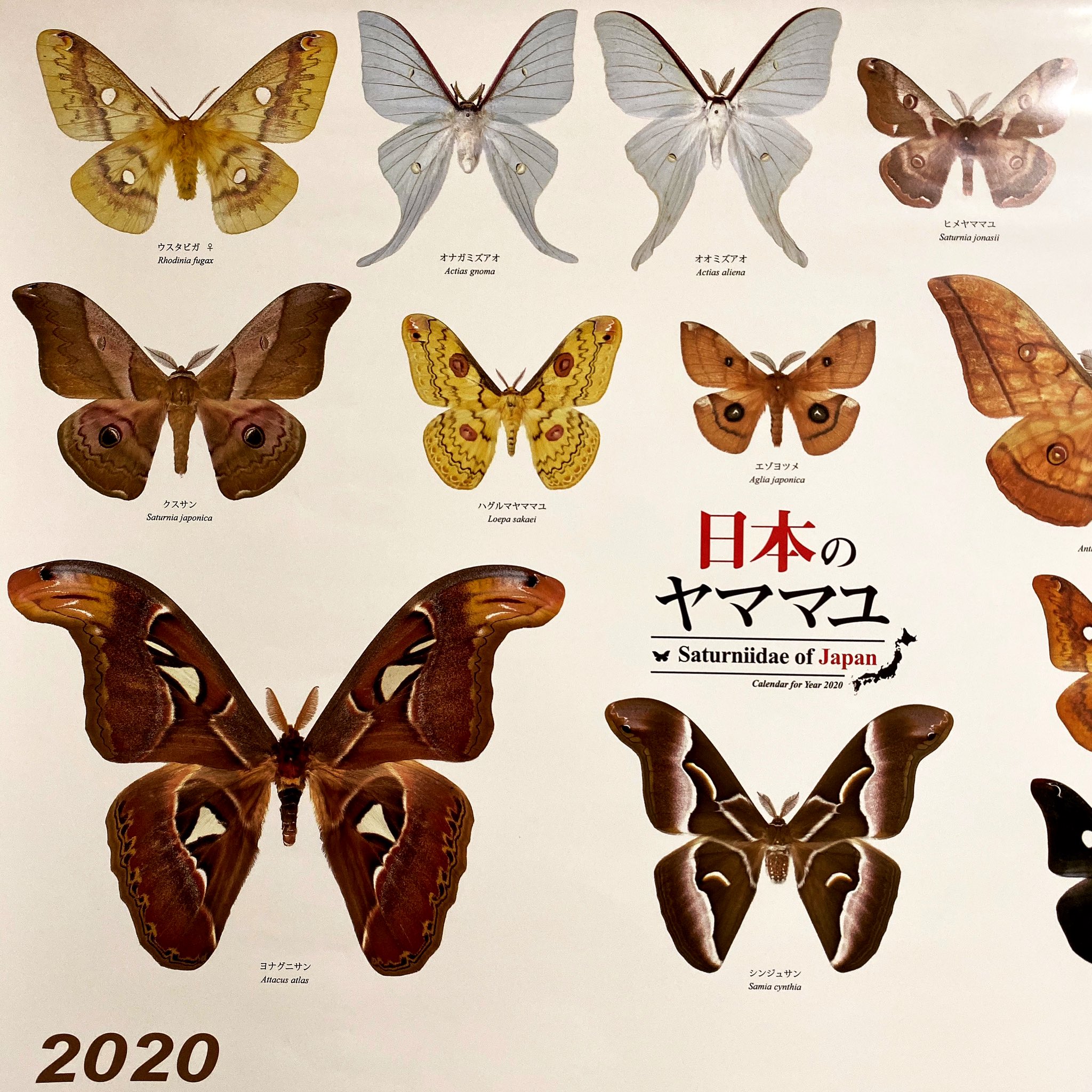 美麗種 リチャーバトラフヤママユ 蛾 標本 _ _ mountain cocoon moth