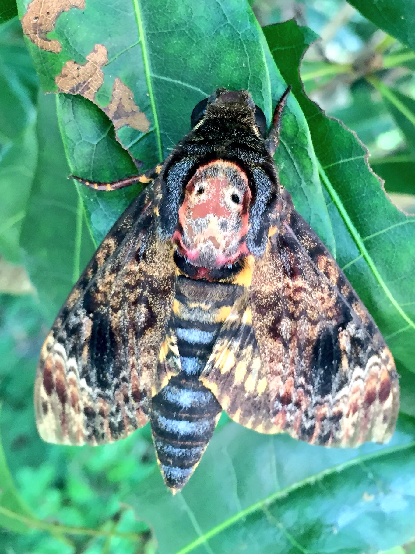 珍品】外国産蛾標本 ヨーロッパメンガタスズメ ウクライナ産 羊たちの