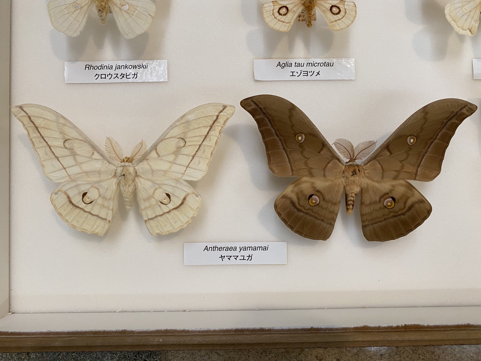 超入手困難種 レンダリトラフヤママユ 蛾 標本 超入手困難種 レンダリ