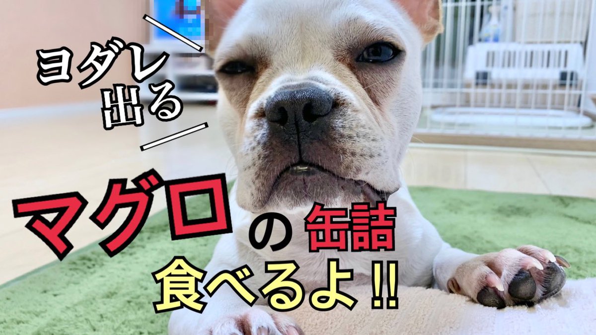 フレブル ゆき (@yuki417buru) / Posts / X