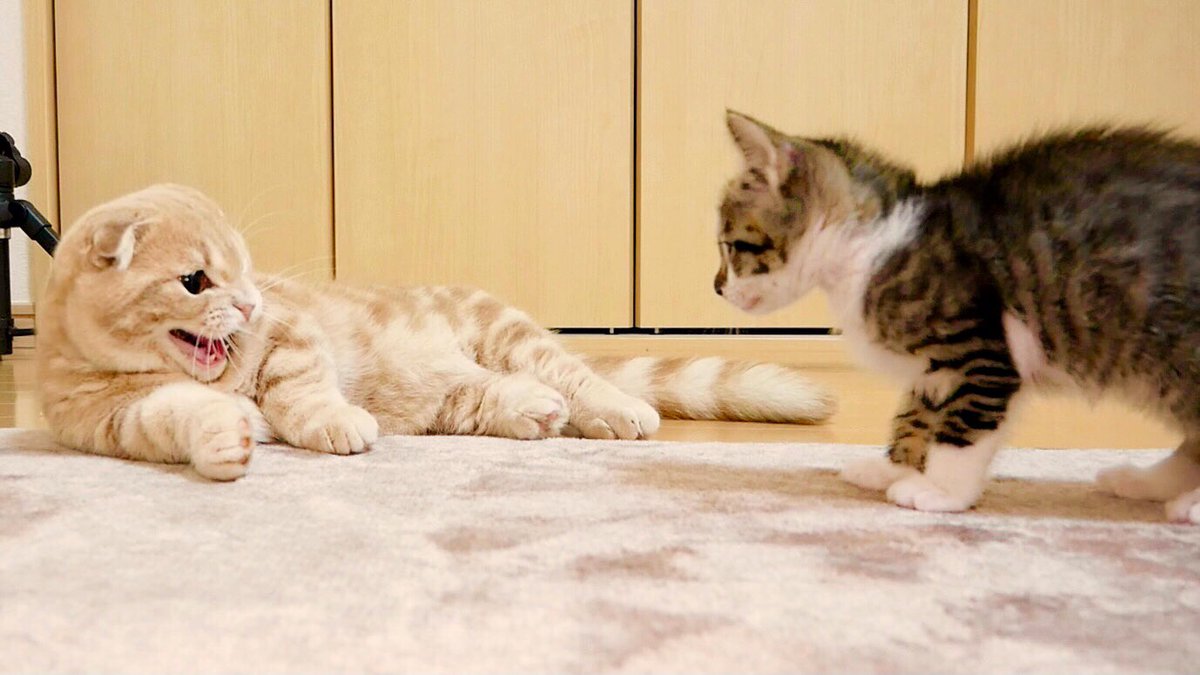 ラピ様御予約❤️よちよちあんよ♡短足ころころボディ♡マンチカン子猫