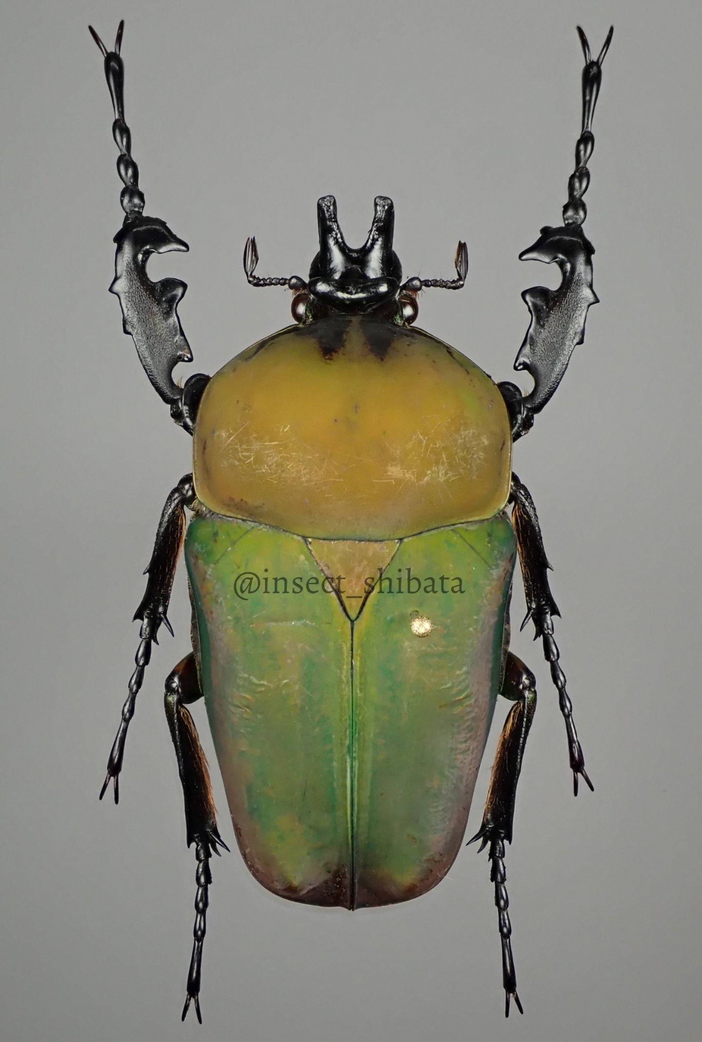 エチオピア産モンビロードツノカナブン39mm