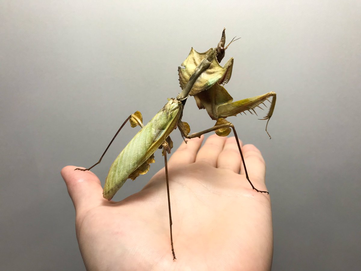 花滝】1円スタート ニセハナマオウカマキリ オス 標本