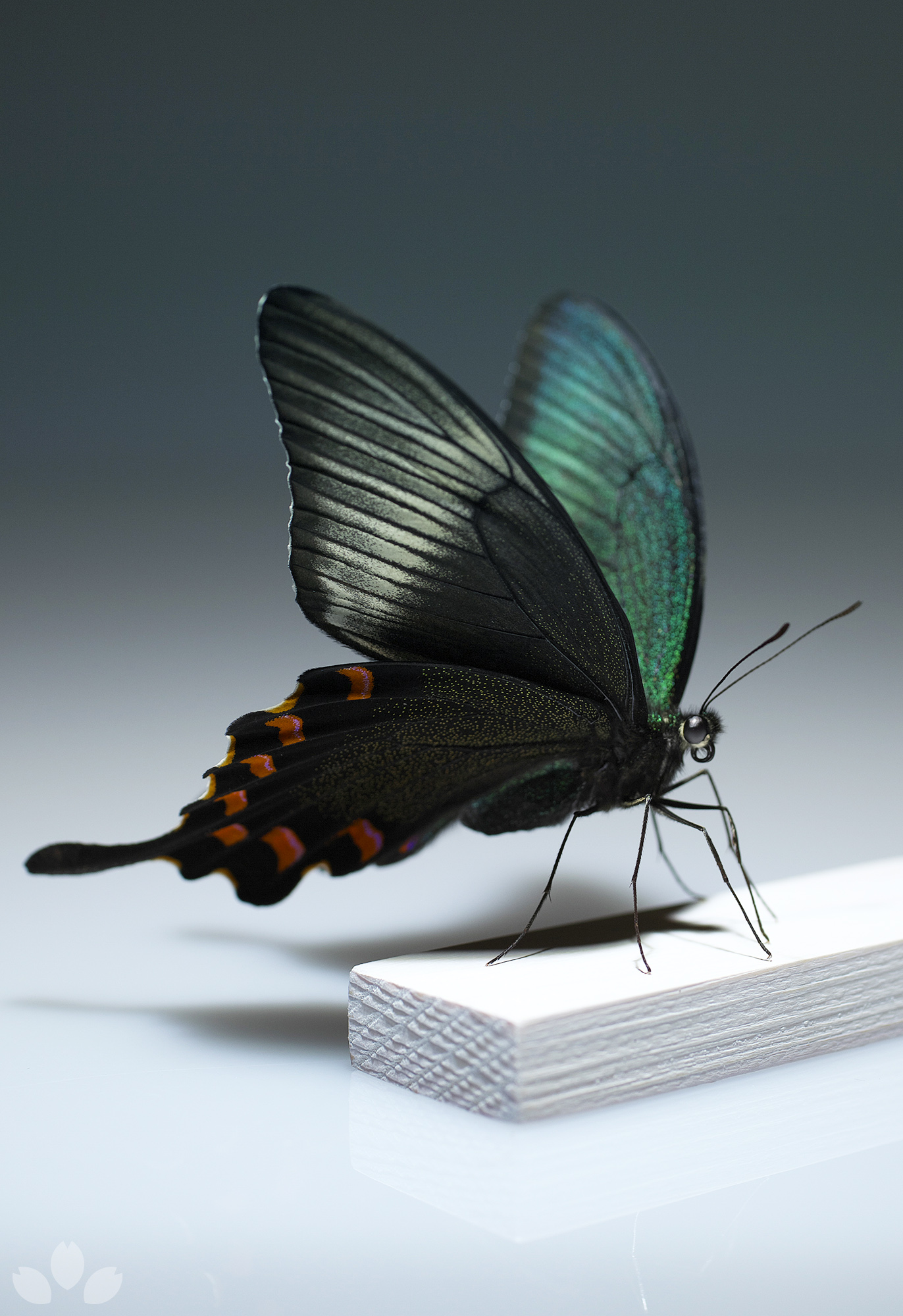 ☆Keti☆シナカラスアゲハ♂♀ 標本☆雲南省中国産78mm・104mm