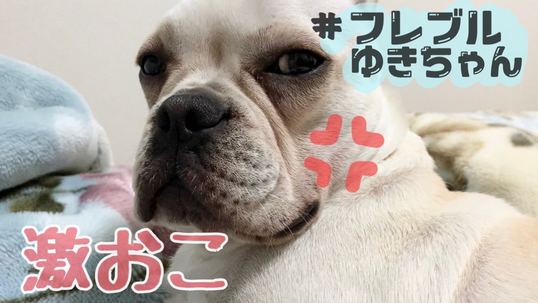 フレブル ゆき (@yuki417buru) / Posts / X