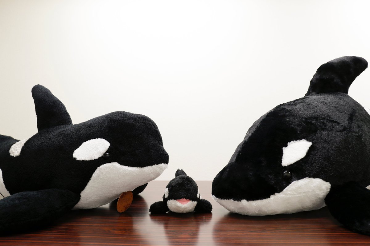 □シャチL(マリンマーケット限定） 5,500円 □シャチ3L（ラオイ限定