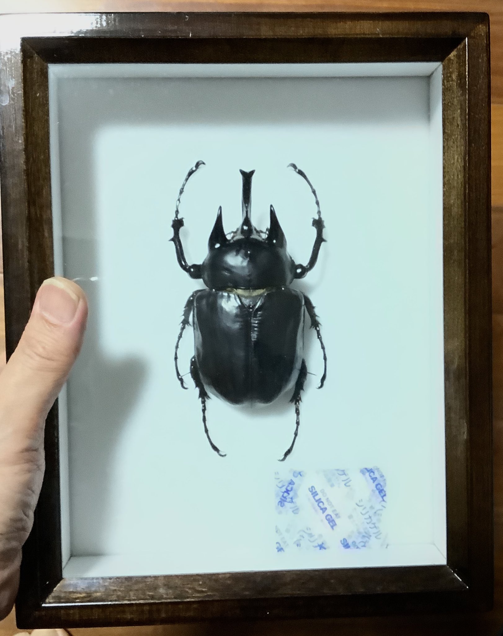 超特大アクティオンゾウカブト標本 124mm 超特大アクティオン