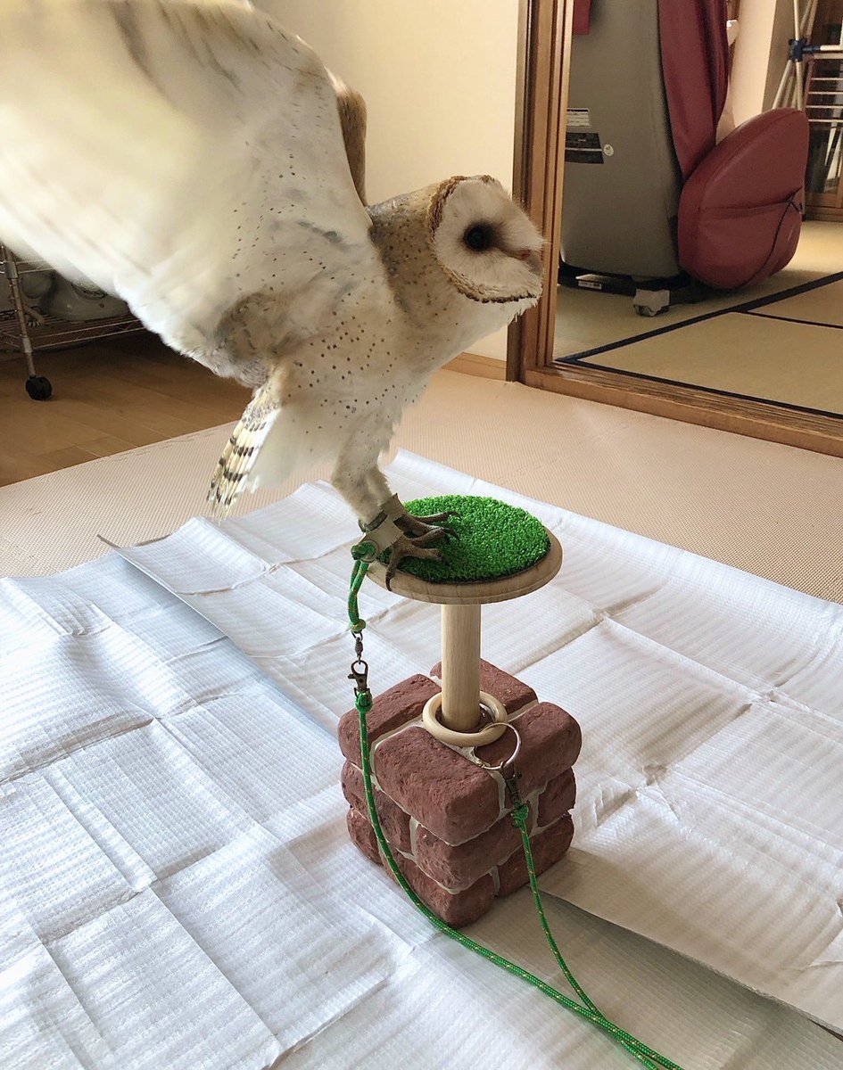 NEW大型猛禽パーチ、ファルコンブロック）フクロウ ホワイトLタイプ