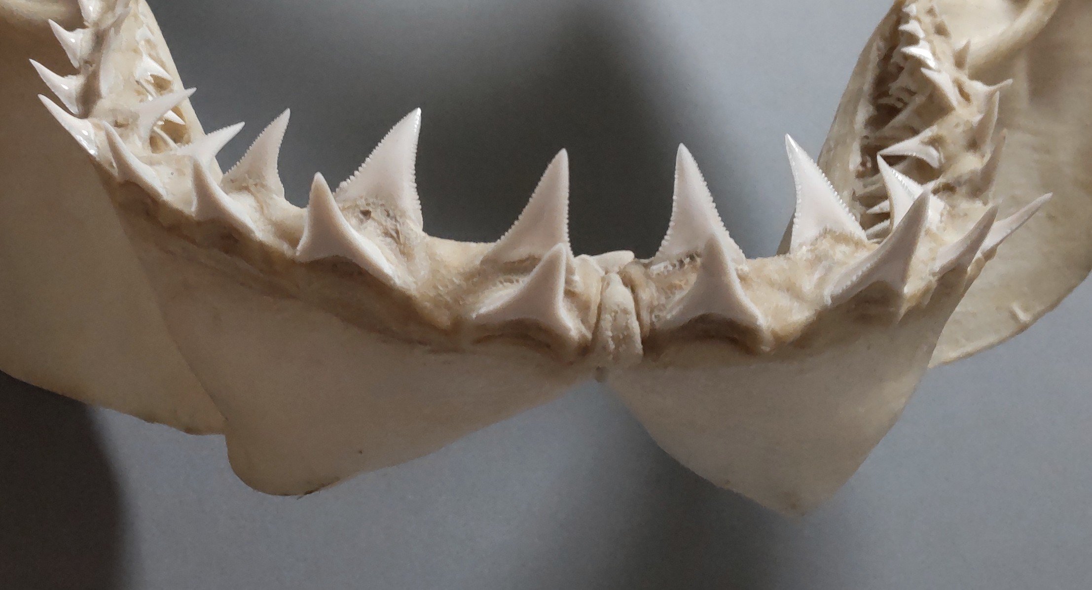 ホホジロザメの歯 2 ホホジロザメの歯 2