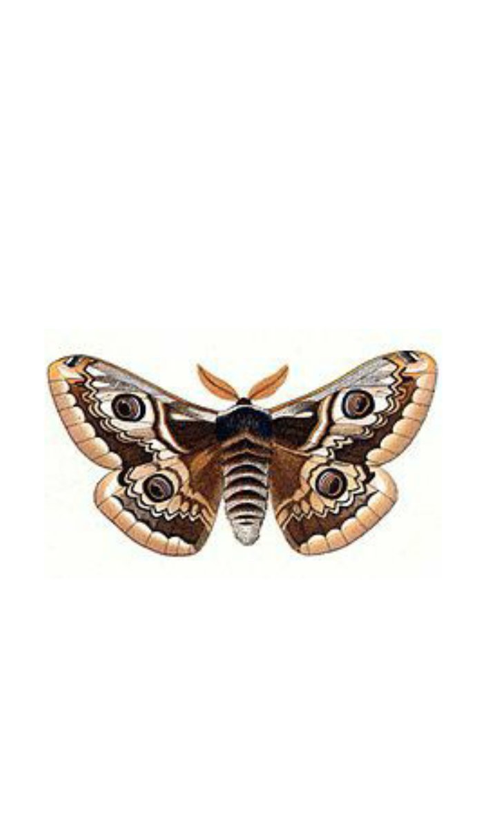 と、いう訳で エーミールでお馴染み、 『少年の日の思い出』より