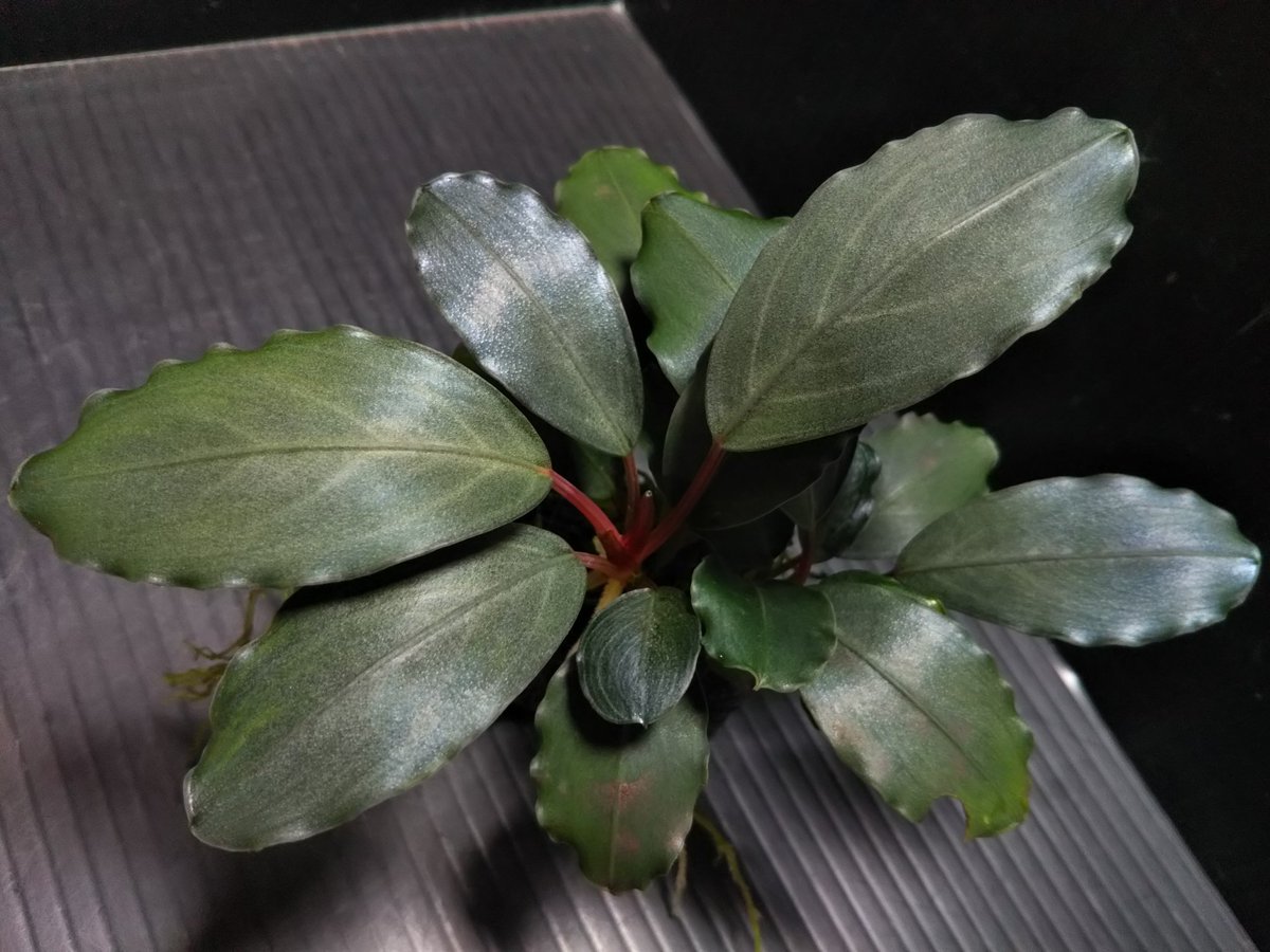 Bucephalandra sp Pearl gray TB便 ブセリウム1で育成中の株になります