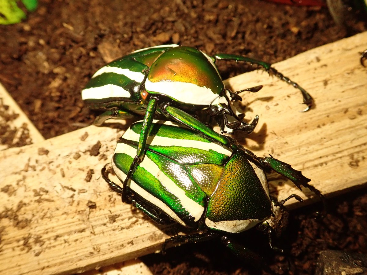 外国産ハナムグリ標本】シリケブカハナムグリ/オーストラリア産/37mm
