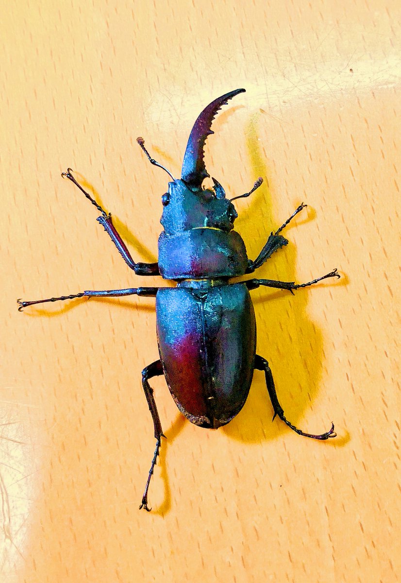 雌雄モザイクのノコギリクワガタ】 すごい反響に驚いています。 発生