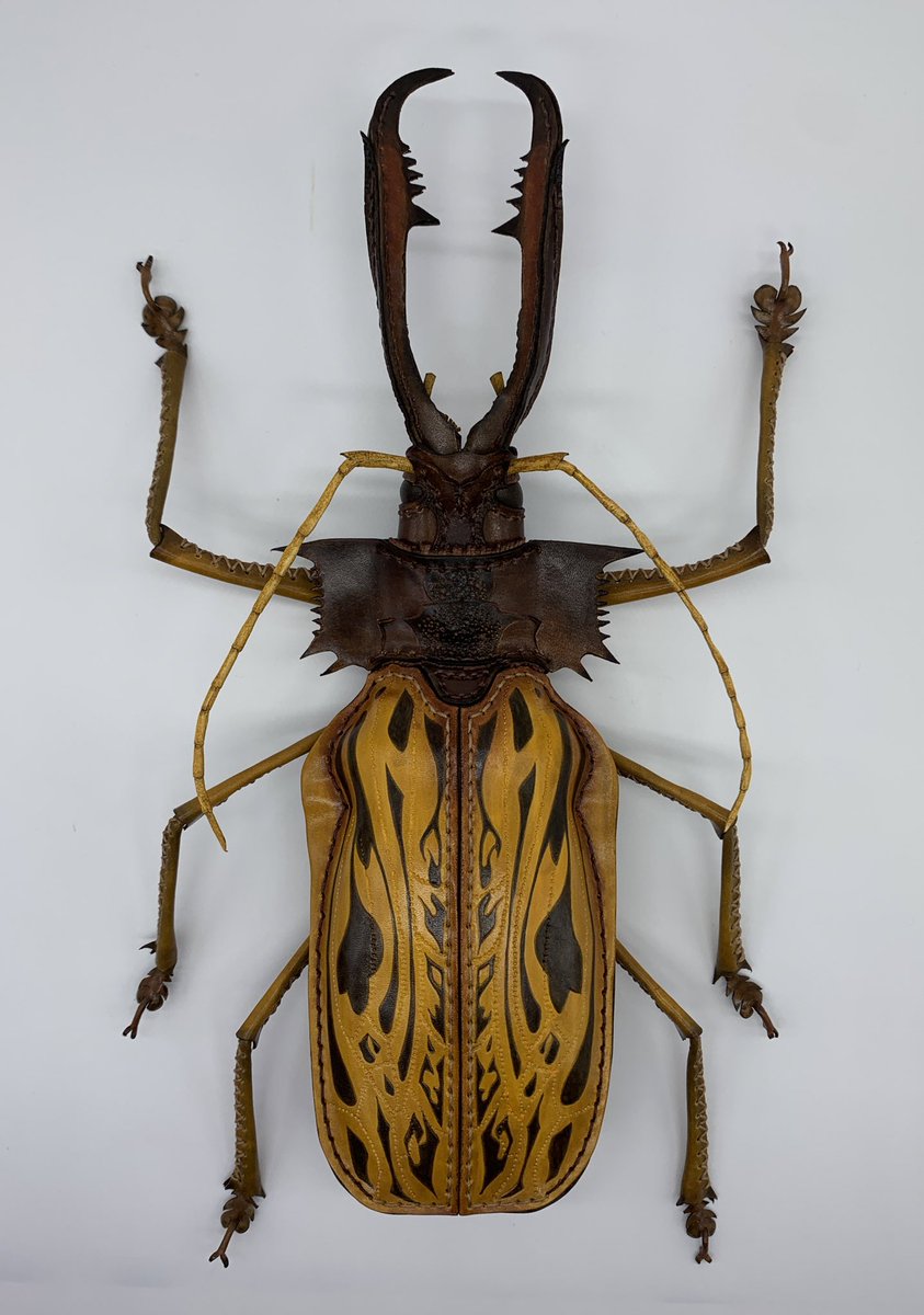タイタンオオウスバカミキリ 標本