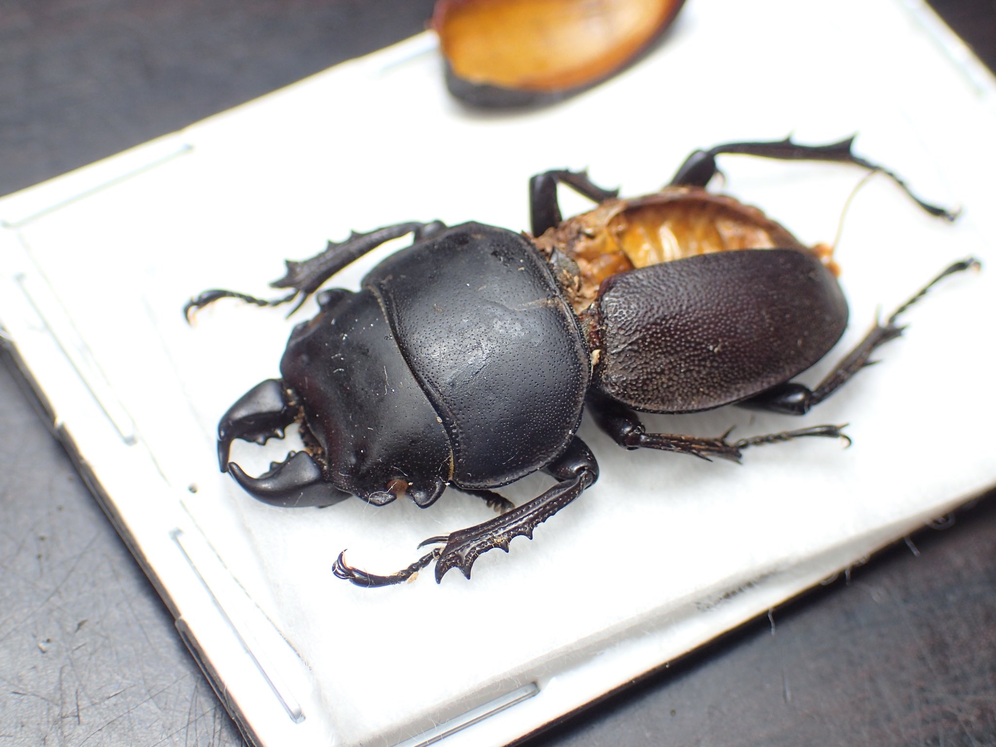 アンゴラ産 キャンサータマオシコガネ 46mm アンゴラ産 キャンサー