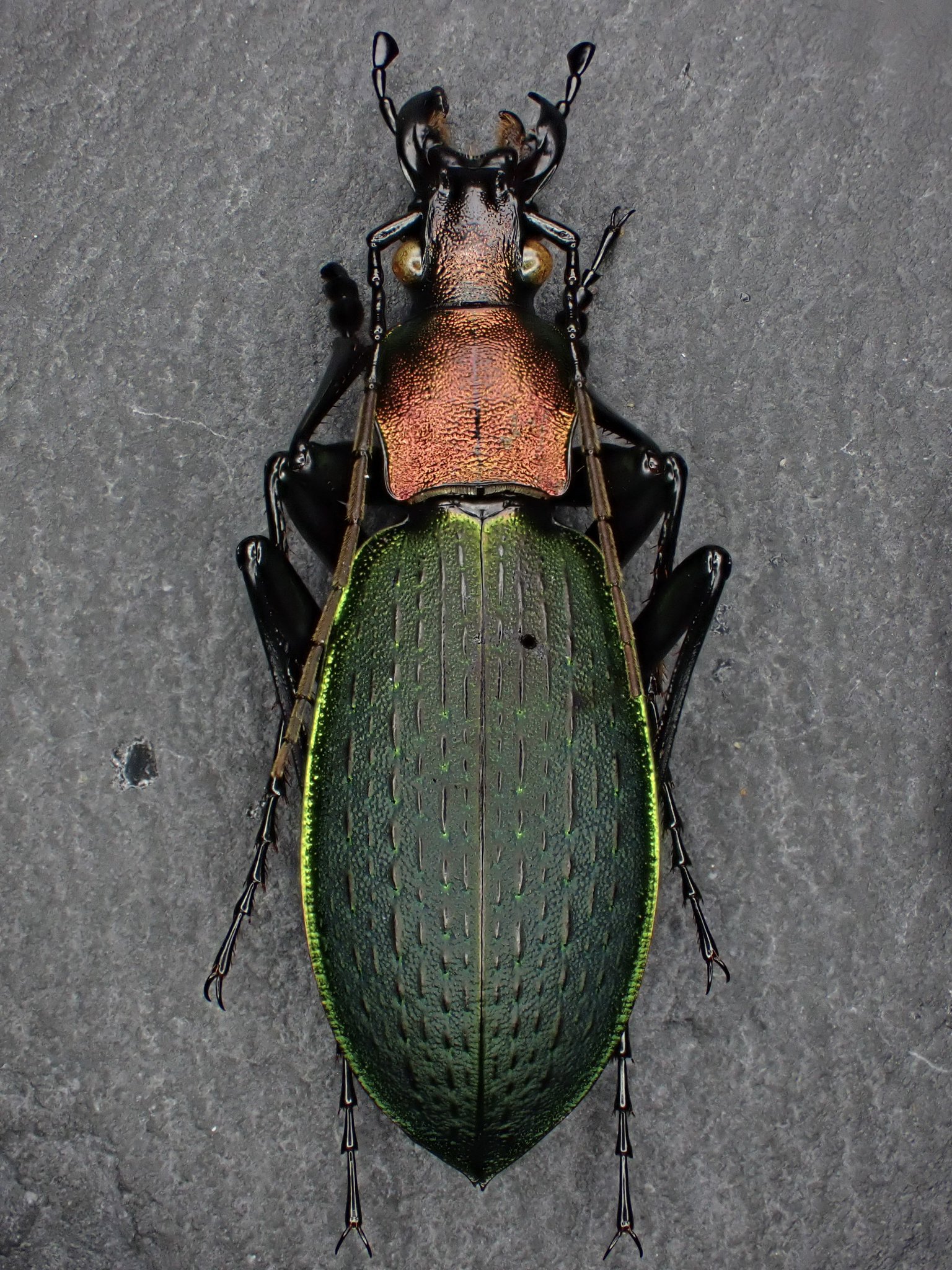ヤンコフスキーカブリモドキ/韓国.雪岳山【標本】 外国産オサムシ標本