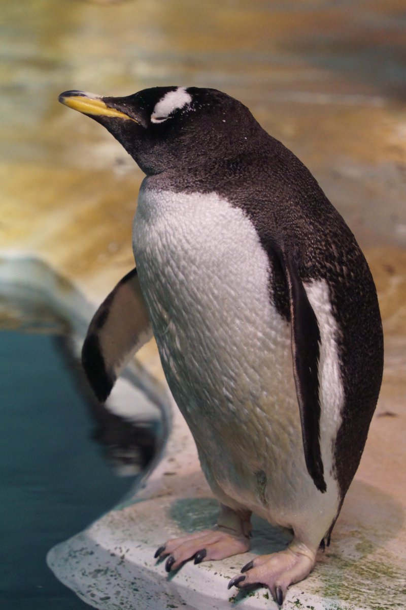 ペンギンちゃん🐧 (@ariel_digit) / Posts / X