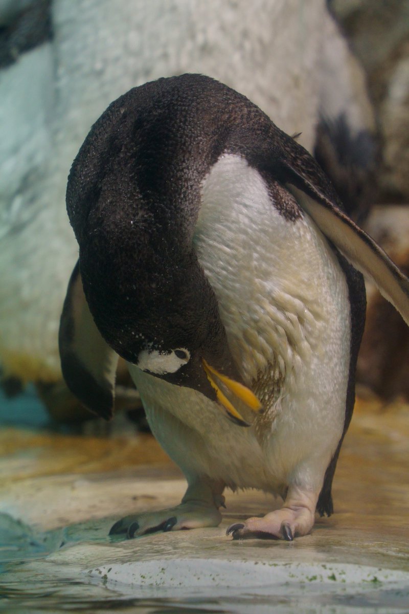 ペンギンちゃん🐧 (@ariel_digit) / Posts / X