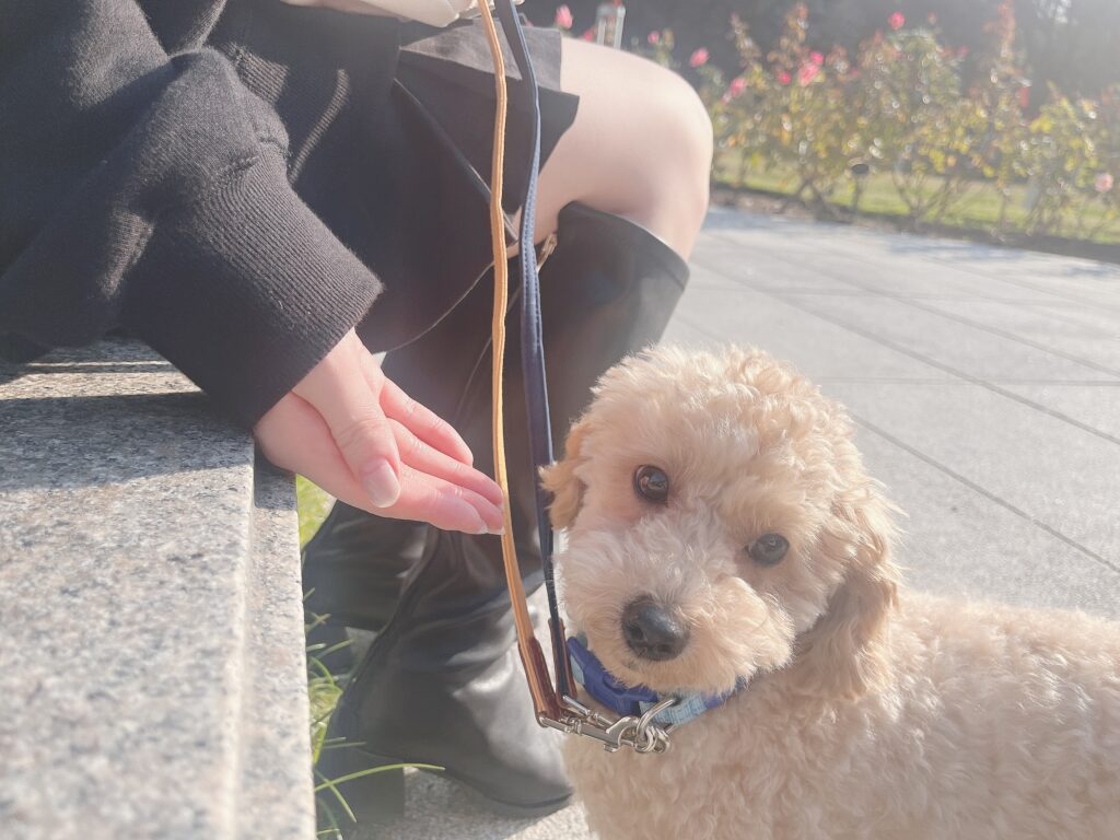 ワンコと1人暮らし/犬カフェ大阪 (@onekura23) / Posts / X