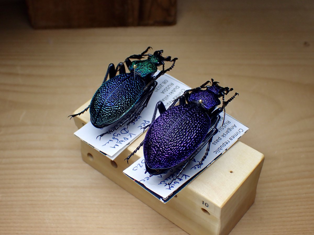 イボハダオサムシ標本 ☆クリミア半島産C.scabrosus tauricus