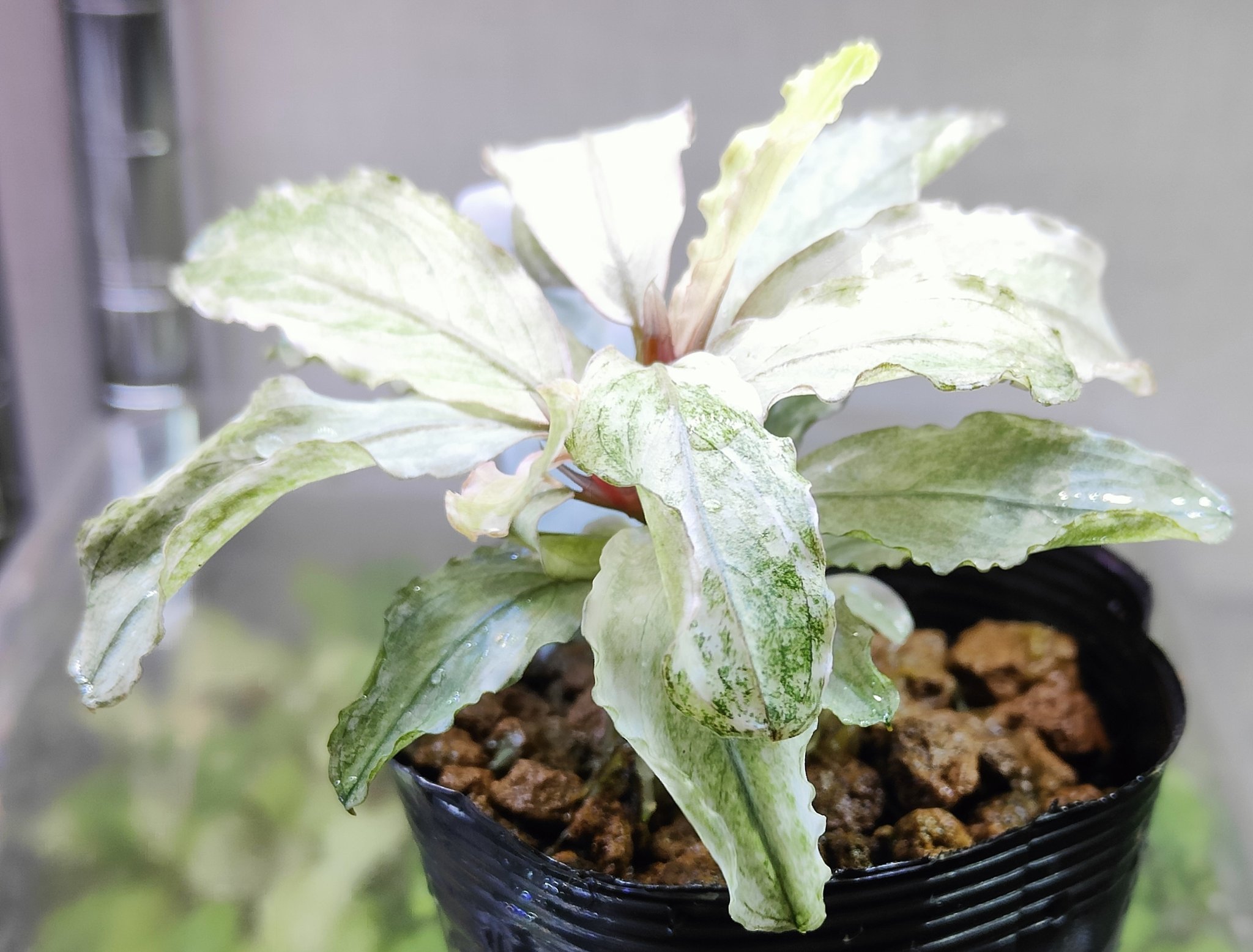 Bucephalandra sp. Varigata Pink Bucephalandra sp. Variegata Pink
