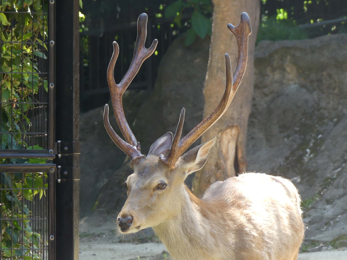 至近距離での角の成長観察写真です。 #エゾシカ #シカの角おっかけ観察