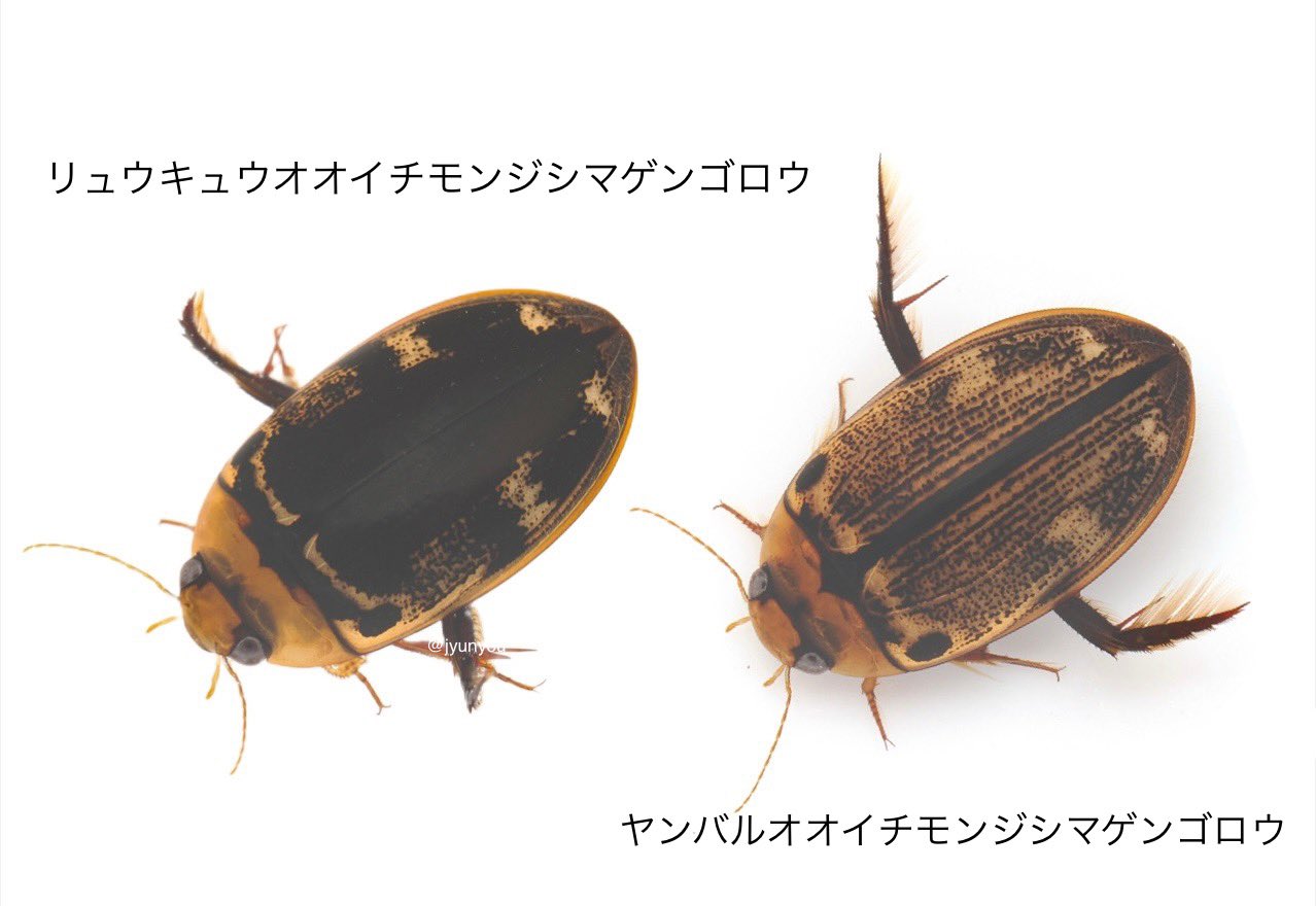 新品未開封 ToLOVEる 金色の闇 バニー1/6スケール-リュウキュウ