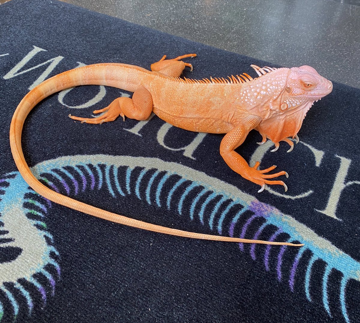 ONE PIECE / Iguana ワンピースアート/イグアナ ONE PIECE / Iguana