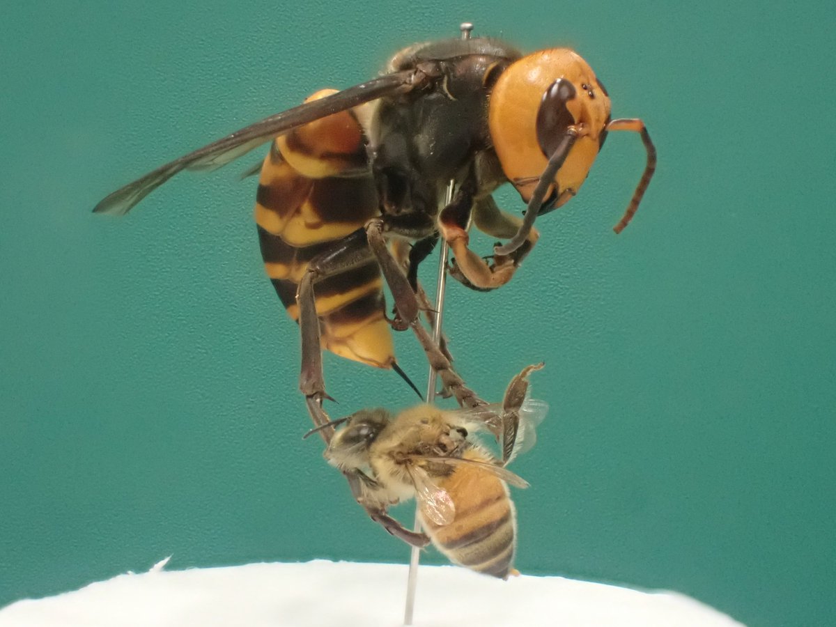 情報館裏のセイヨウミツバチの養蜂箱がスズメバチに襲われてしまいまし