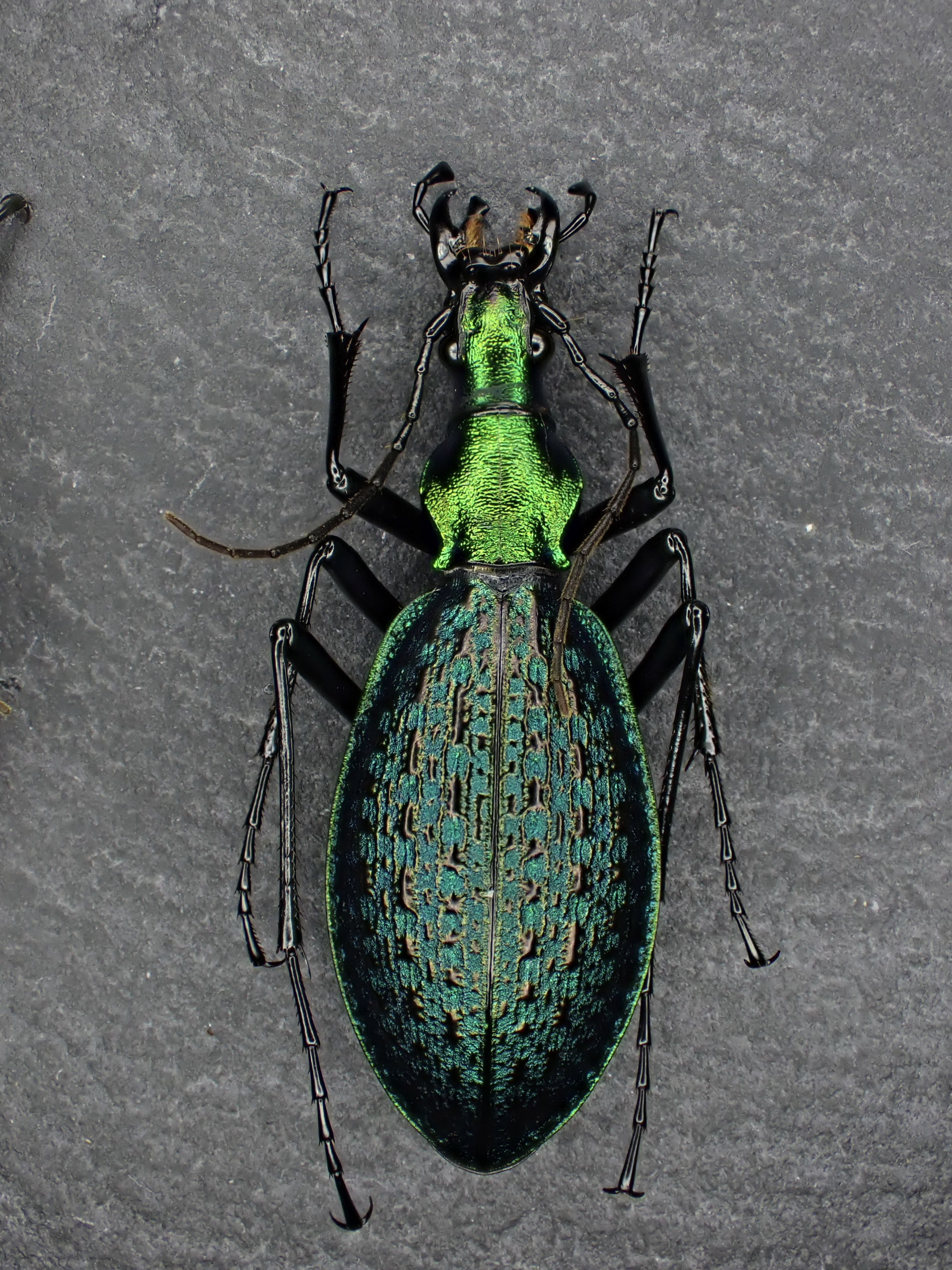 Lecture 箱庭的進化 | JT生命誌研究館 【36mm】ツチハンミョウ 中央