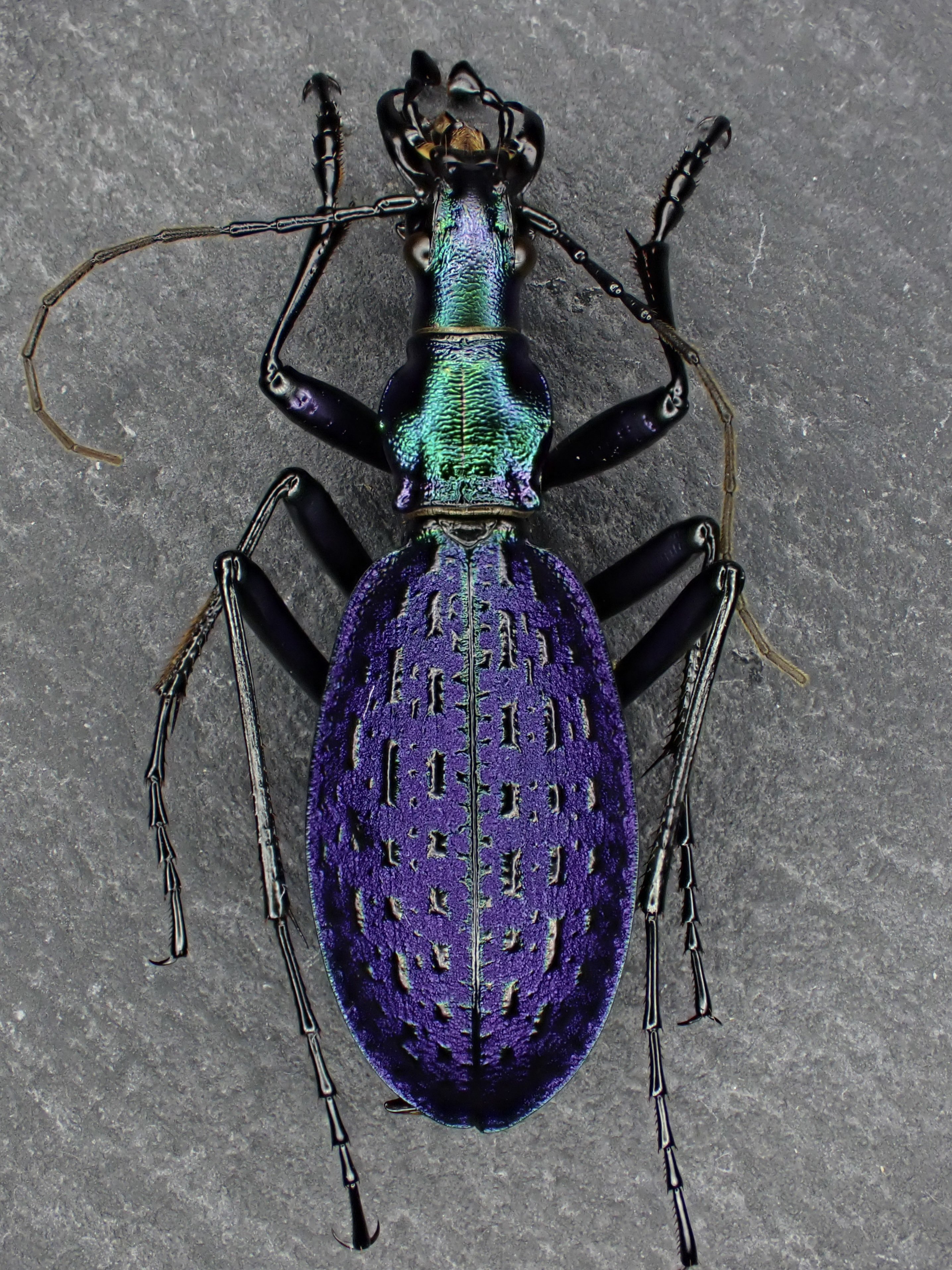 ホソクビナガオサムシ/韓国.智異山産【外国産オサムシ標本】 外国産