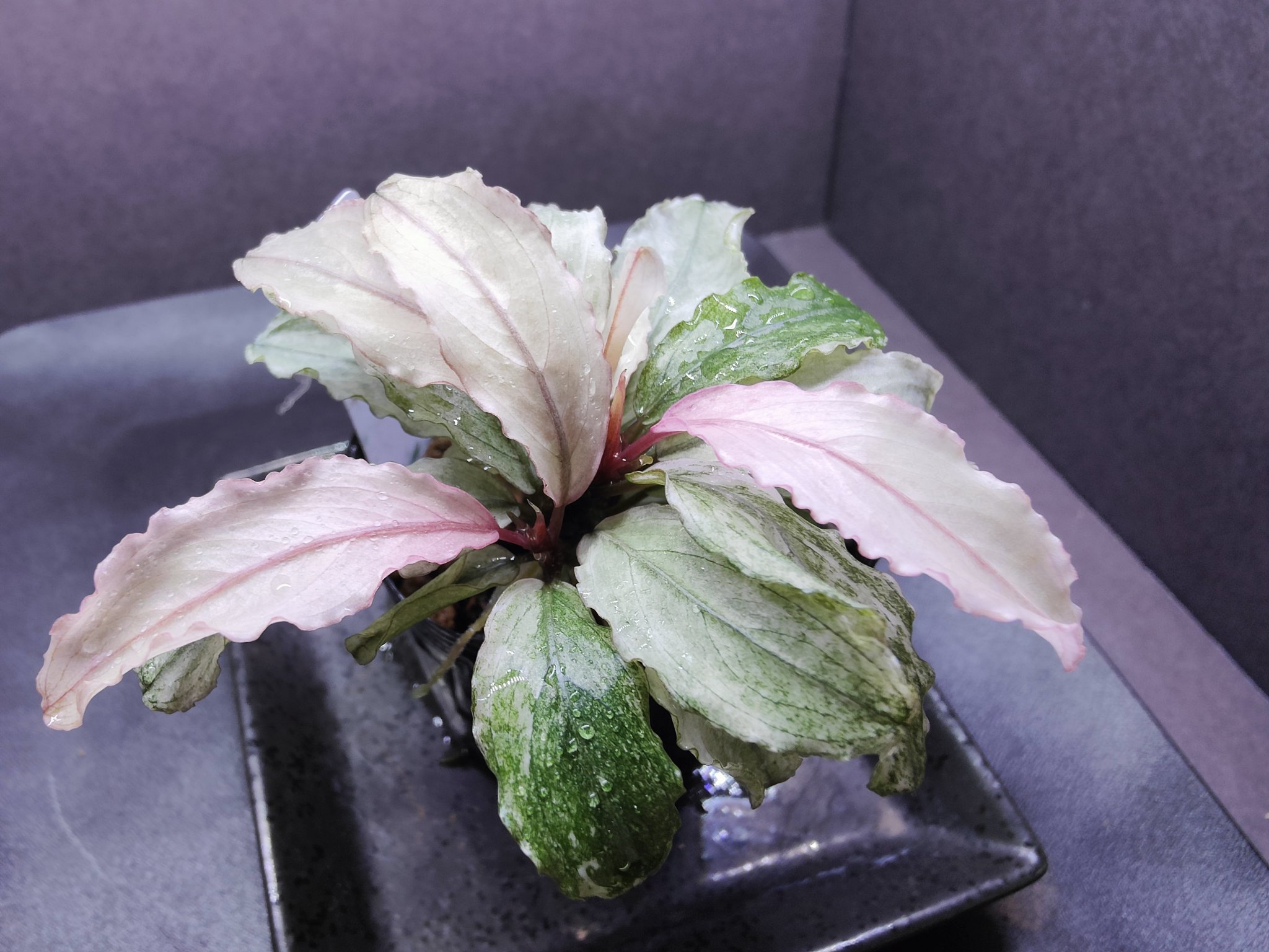 Bucephalandra sp.PinkVariegatedピンクバリエガータ Bucephalandra sp