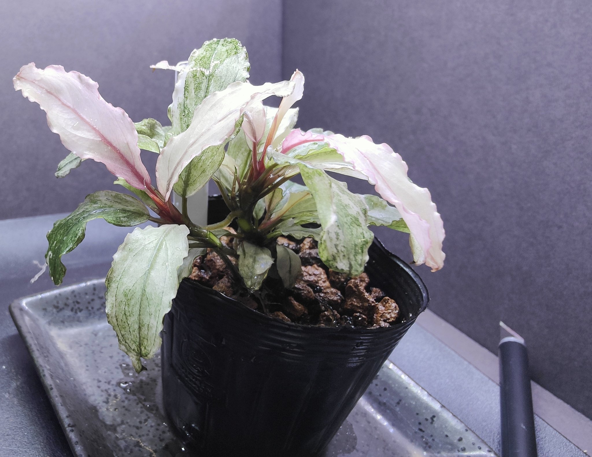 Bucephalandra sp. ピンクバリエガータ ブセファランドラ 【公式通販】