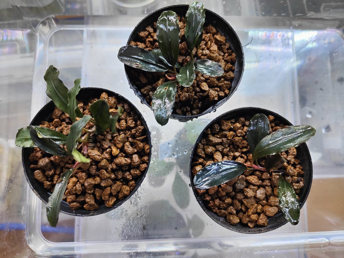 Bucephalandra sp.Sayan3 Melawi 【TB】 Bucephalandra sp.