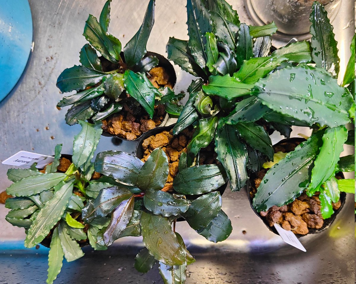 ブセファランドラ Bucephalandra sp Aurora kn便 Bucephalandra sp.