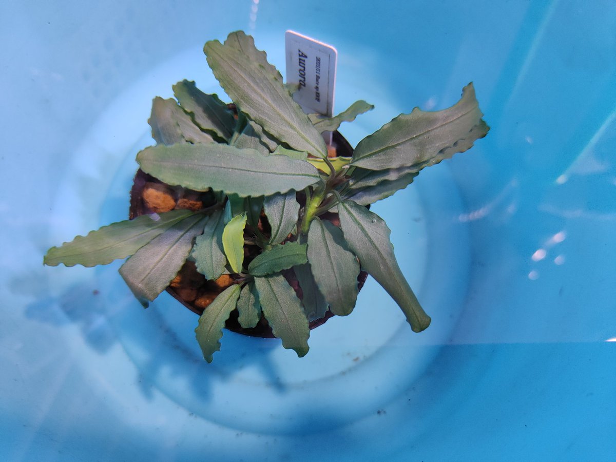 ブセファランドラ Bucephalandra sp Aurora kn便 Bucephalandra sp.