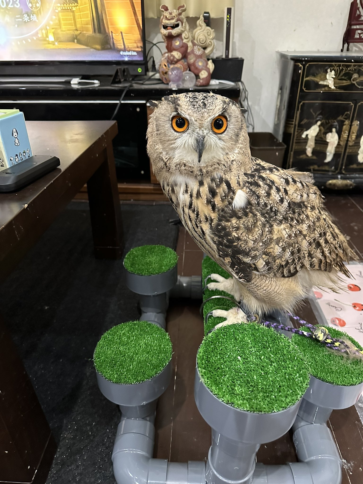 オーダー用】フクロウ用 パーチ、ファルコンブロック 猛禽類