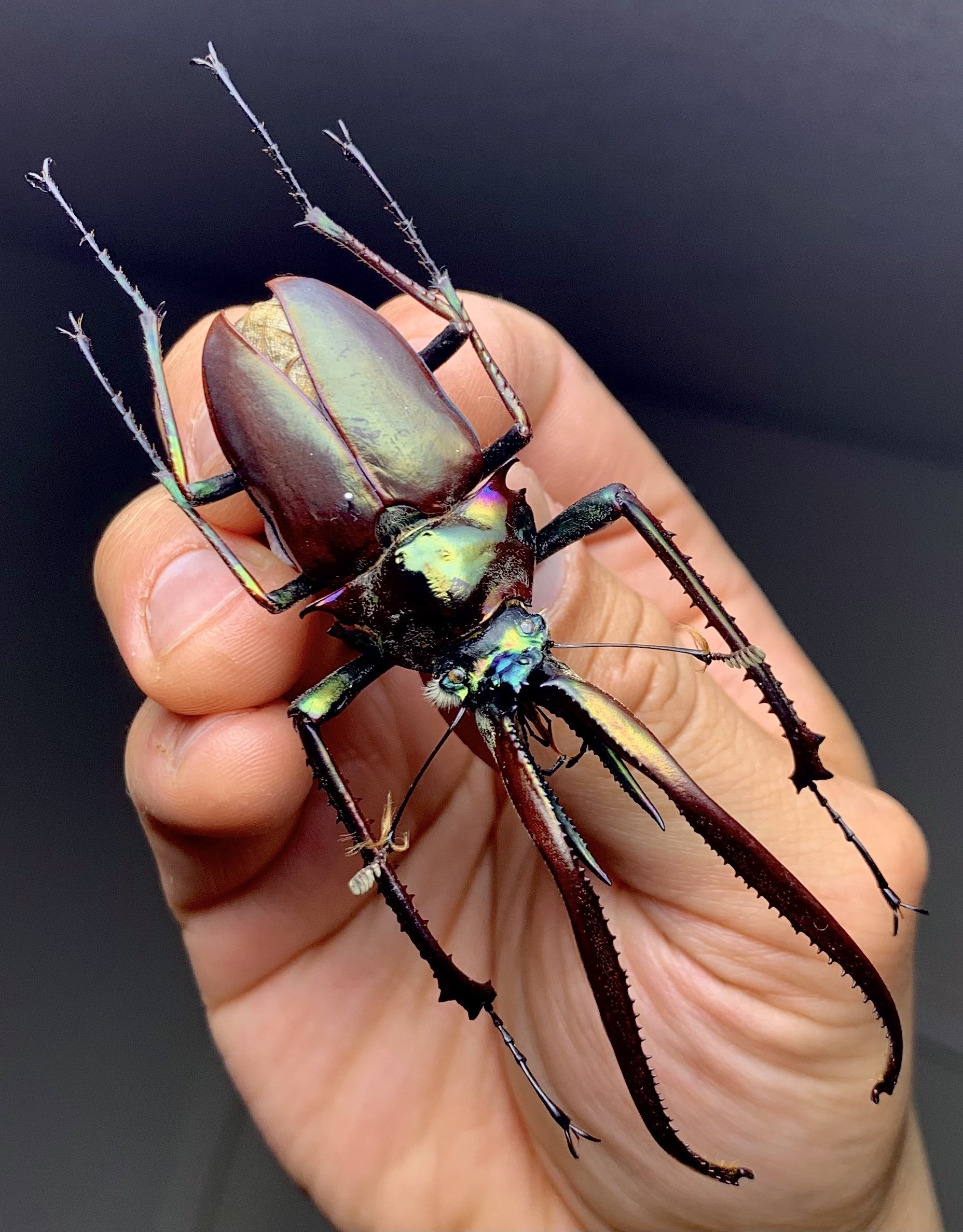 希少】ホロメタリクス チリクワガタ 標本 コガシラクワガタ