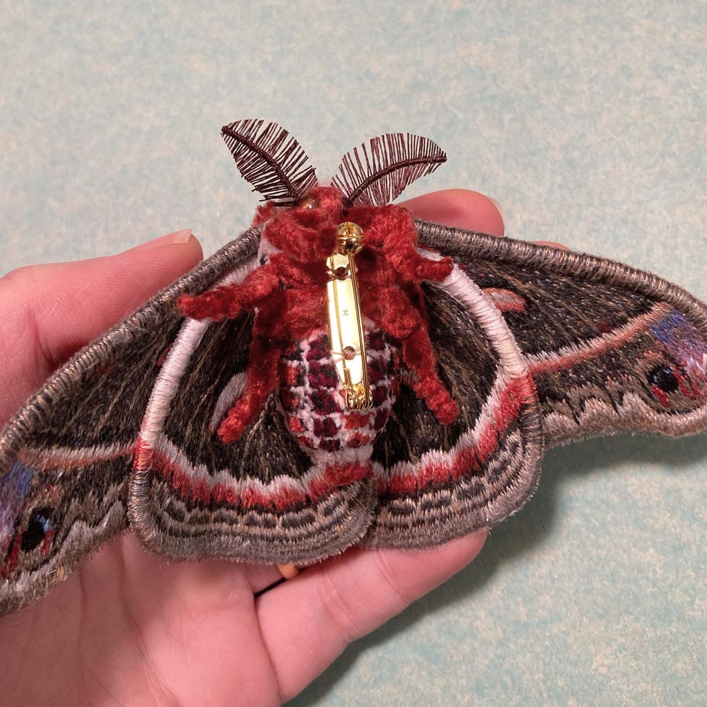 美品！ セクロピアサン メス 蛾 標本 美品！ セクロピアサン メス 蛾