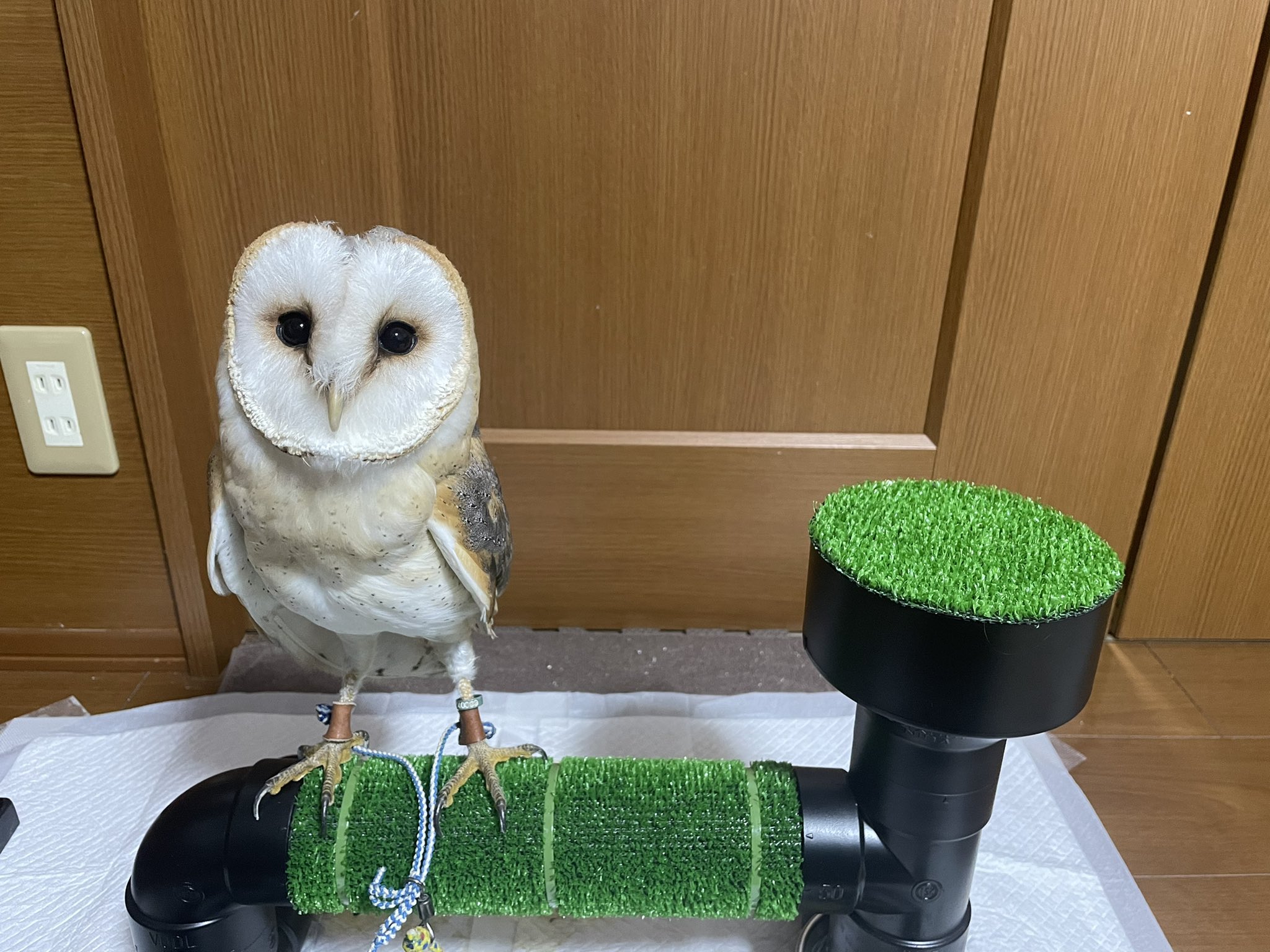 NEW猛禽MSパーチファルコンブロック（屋内用） グリーン 分離型