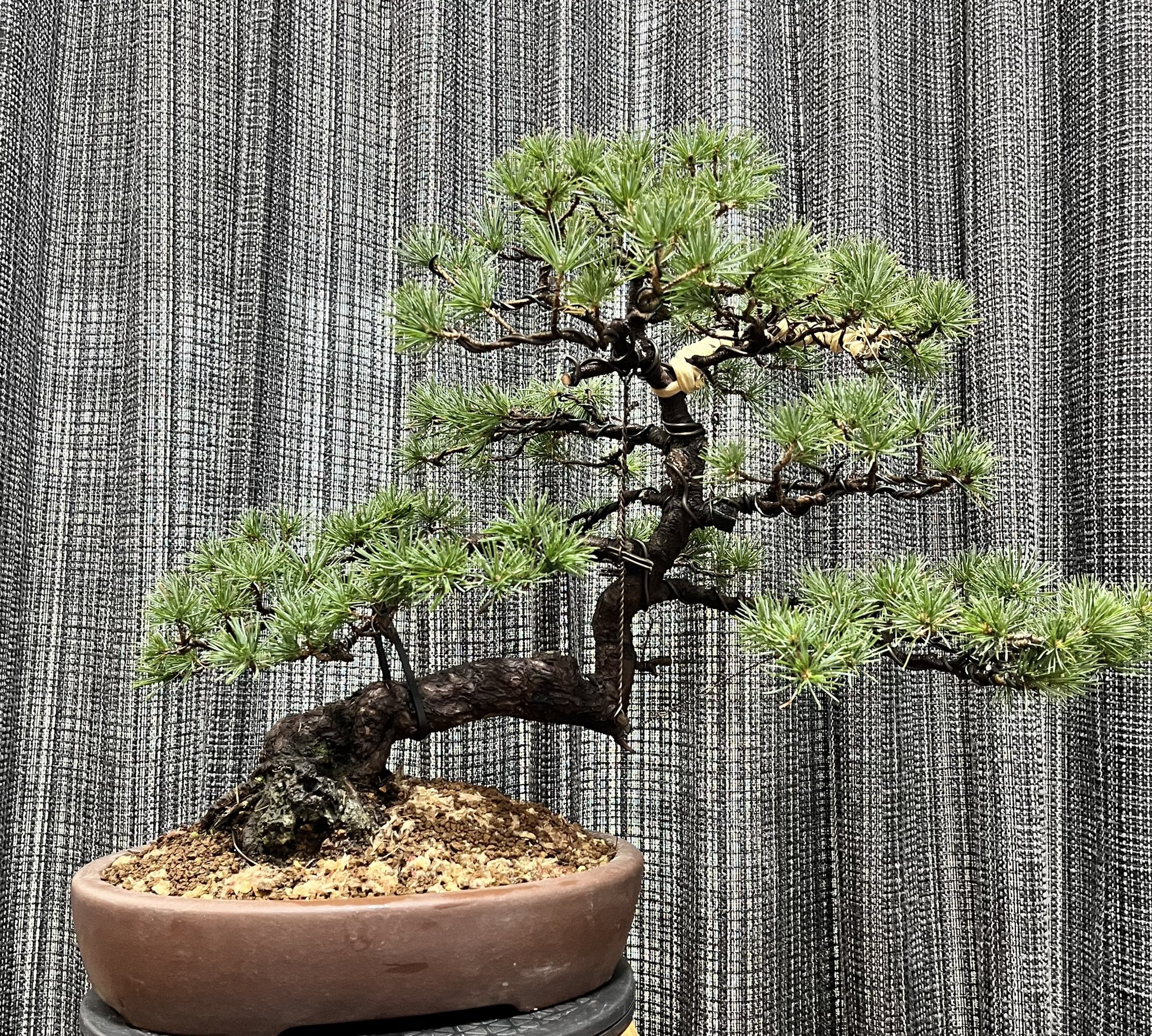 四角串筒 中国宜興 紫砂の鉢 盆栽鉢 植木鉢 小品盆栽鉢 大品盆栽鉢