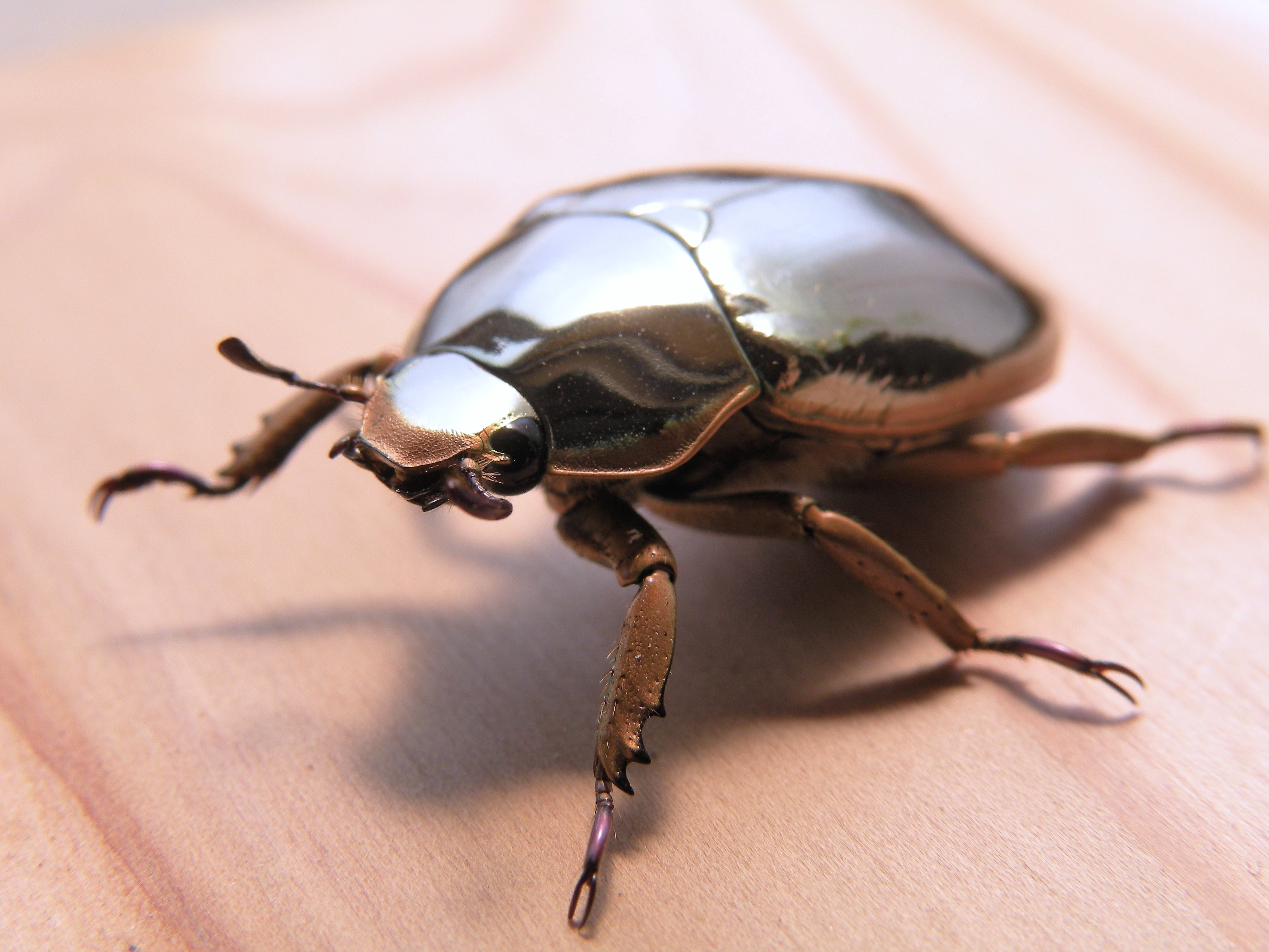 新大陸のコガネムシ02 アウリガンスプラチナコガネ 大型メス31mm