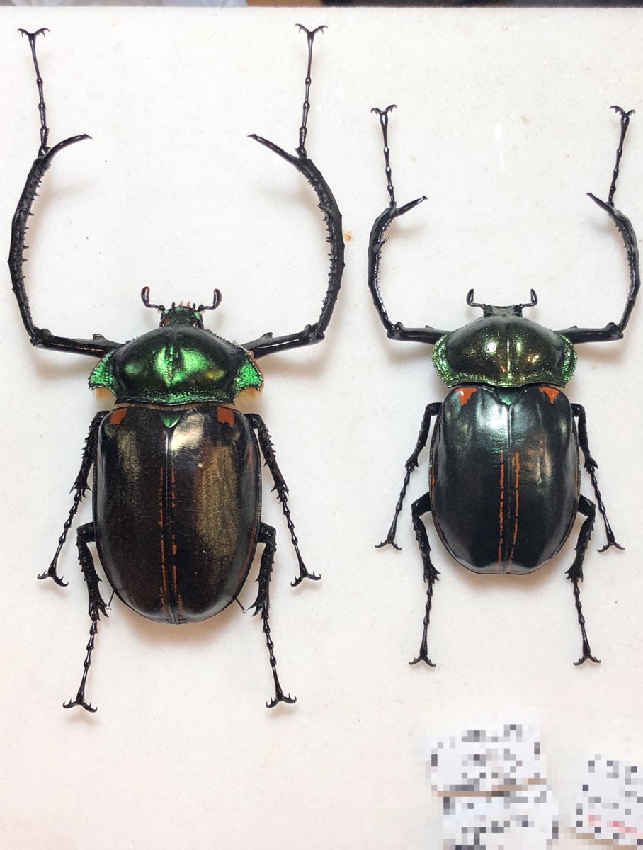 ヤンソニーテナガコガネ 68mm ヤンソニーテナガコガネ（中国産