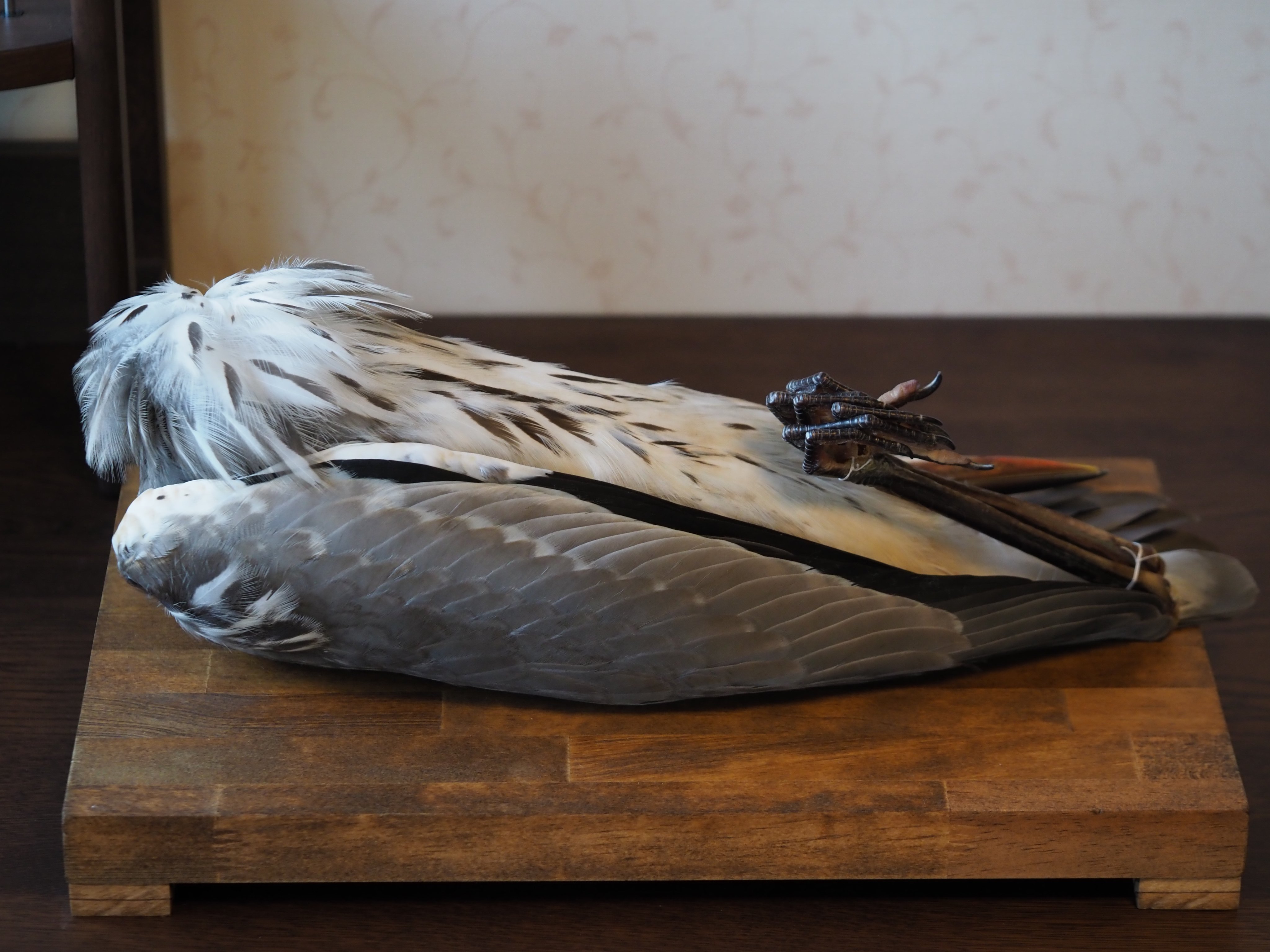アオサギの翼標本と尾標本鳥の羽根