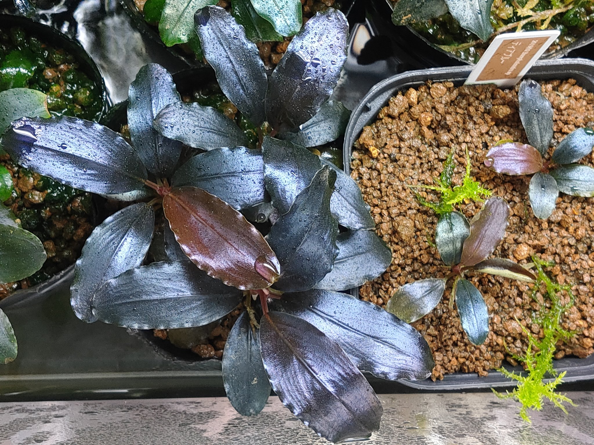 ブセファランドラ Theia Blue Bucephalandra ブセファランドラ sp