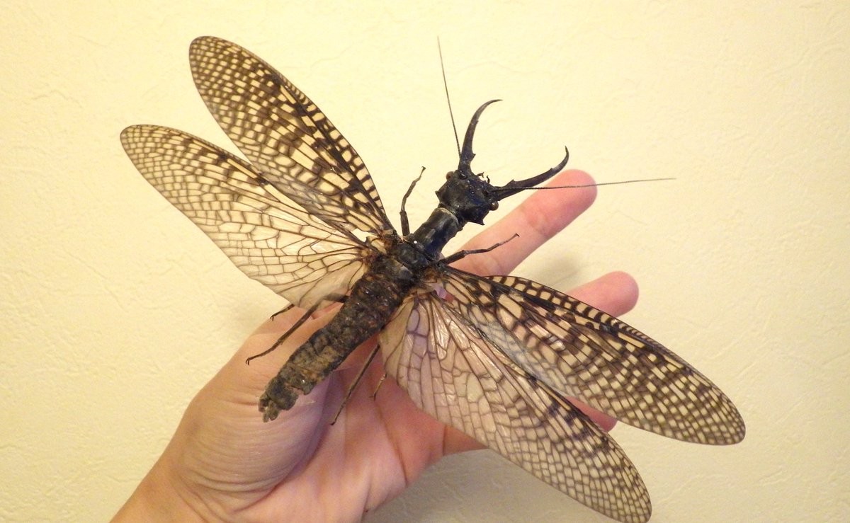 オオキバヘビトンボ 専用 昆虫館Bar Species on X