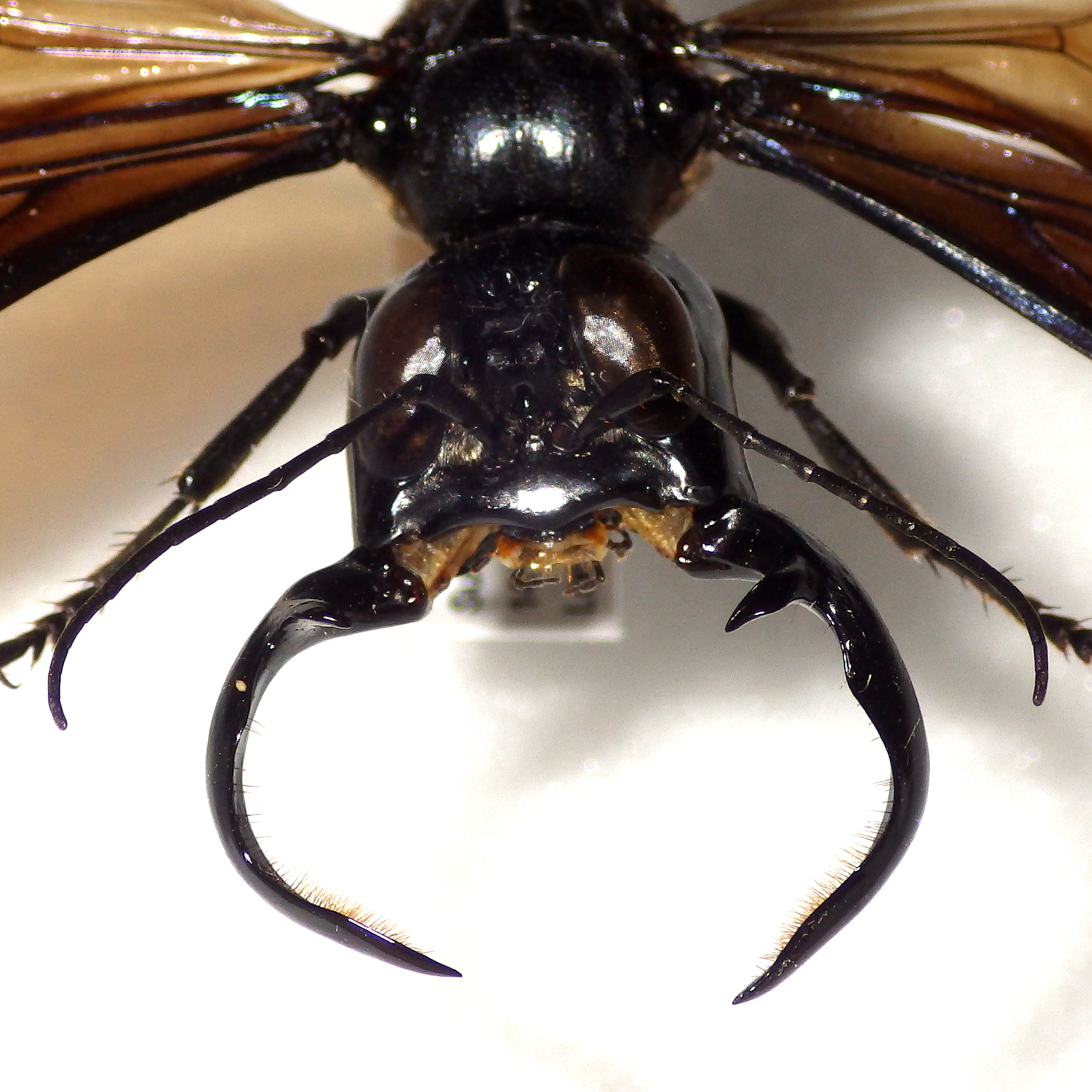 大型 メガララ ガルーダバチ 標本 大型 メガララ ガルーダバチ 標本